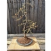 Japanese Larch